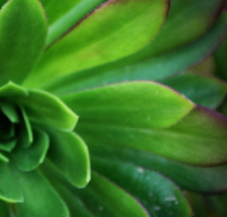 Diseño y construcción de jardines