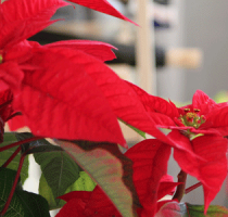 Mantenimiento de jardines